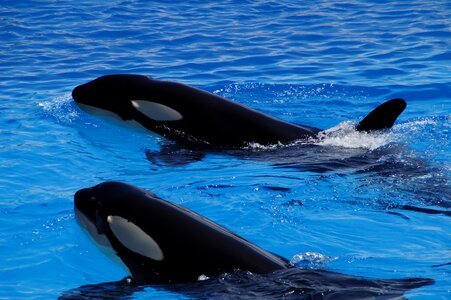 Killer whale orcinus orca animal