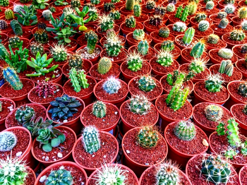 Desert exotic botanical