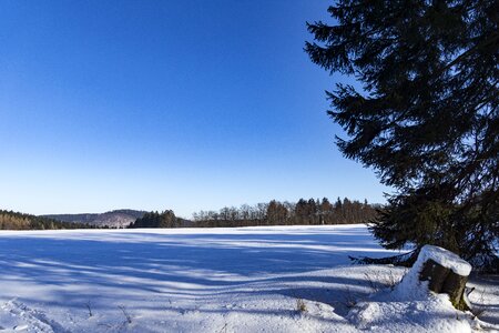 Wintry cold trees photo