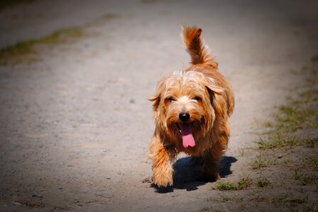 Pet small nature