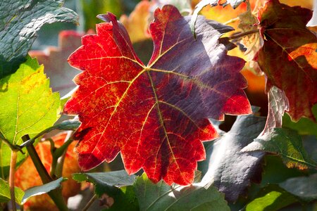 Vineyard plant autumn