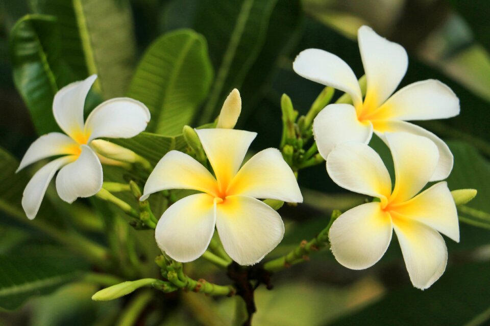 Nature white flowers thailand