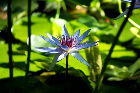 Lotus lotus flower massage spa photo