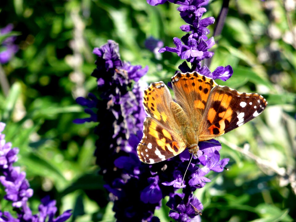 Nature insect spring
