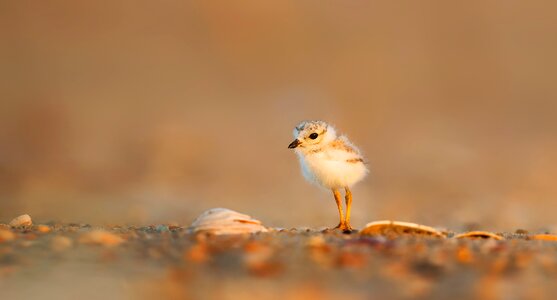 Sand alone cute photo