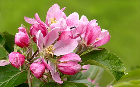 Apple blossom malus fruit tree