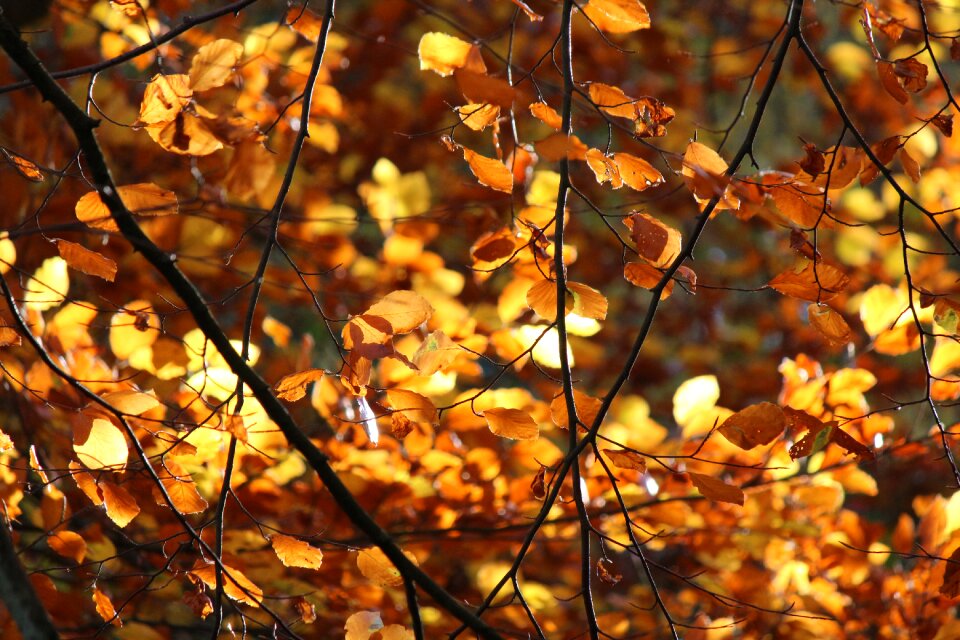 Leaf backlight autumn