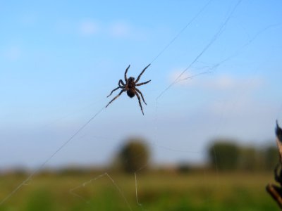 20161027Spinne_Reilingen2