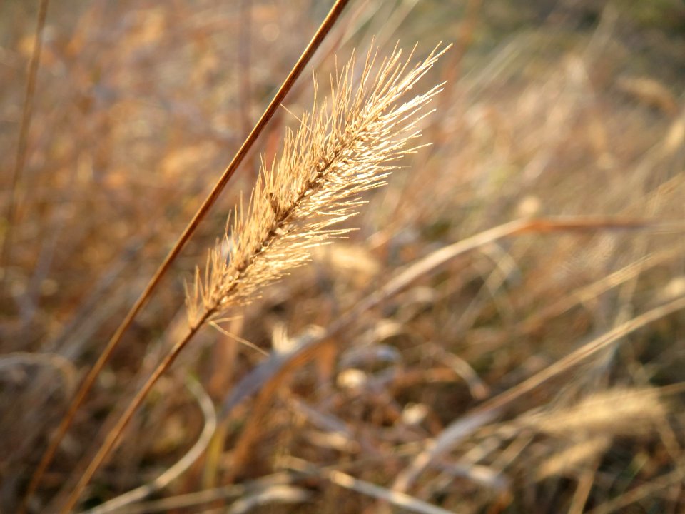 20161114Setaria1
