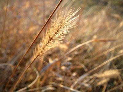 20161114Setaria1