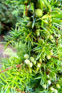 20161013_Jeneverbessenbos3