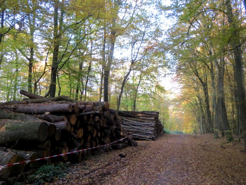20161103St_Johanner_Stadtwald2