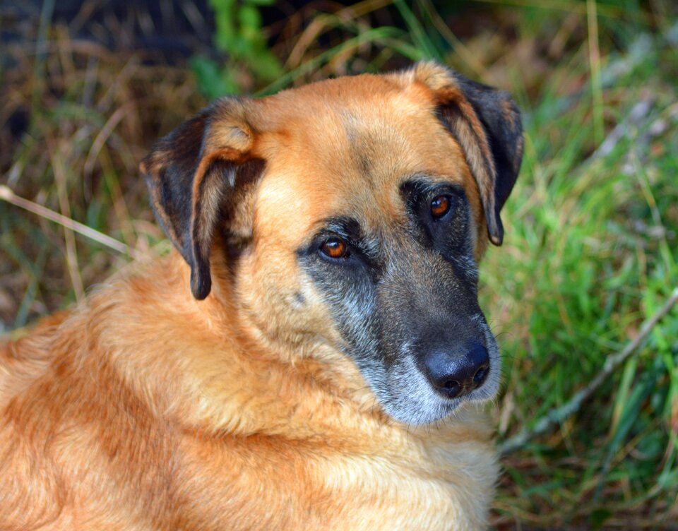 Animals portrait big dog photo