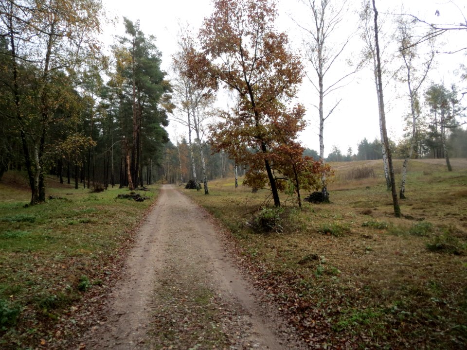 20161112Hirschacker_Duenen2