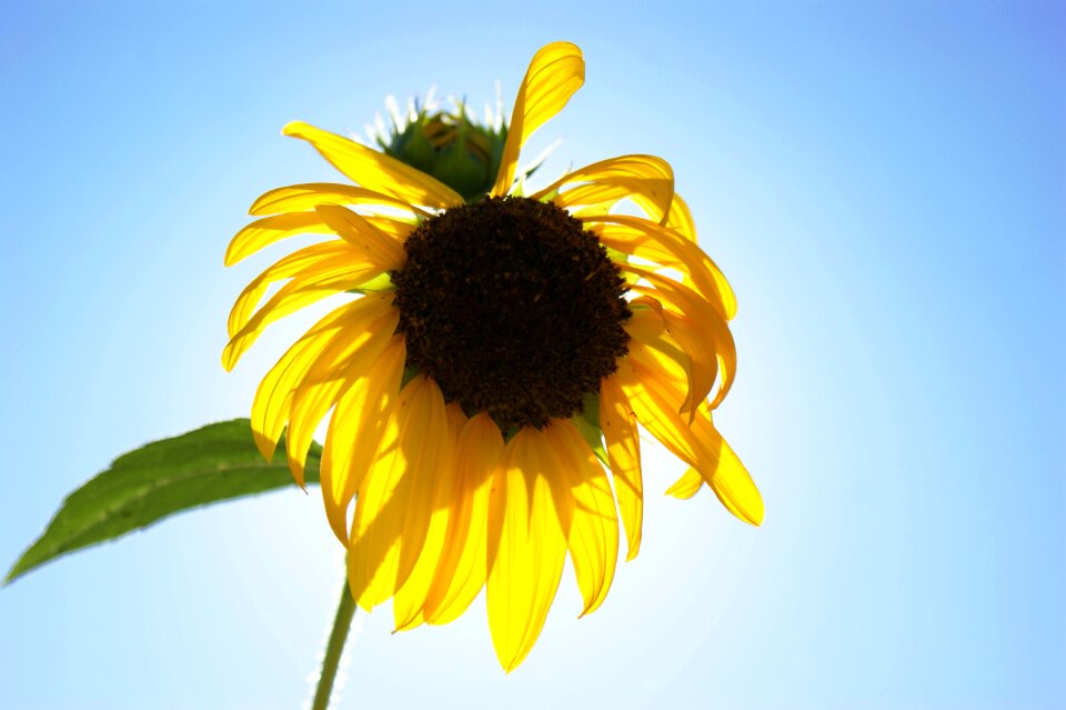 Plant nature blossom