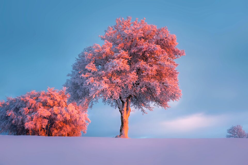 Hoarfrost trees landscape photo