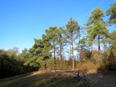 20161114Zugmantel-Bandholz03