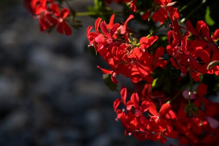 Geraniaceae red red flower
