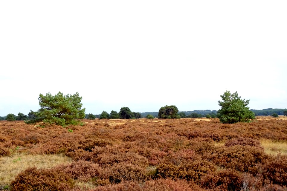 20161013_Oud-Reemsterzand1