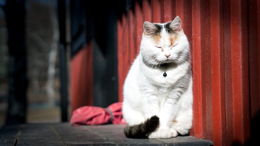 White sitting pet photo