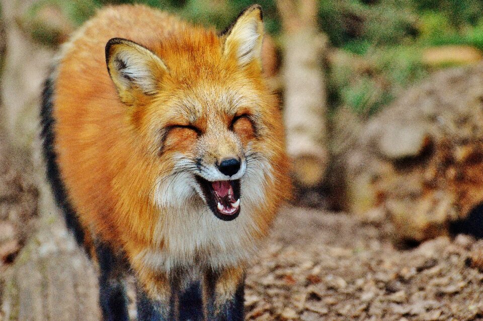 Nature animal world animal portrait