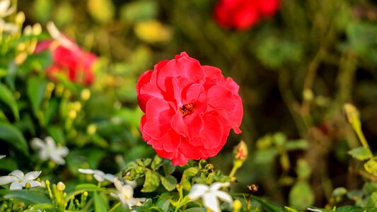 Plant red roses garden