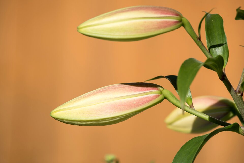 Flower nature close up