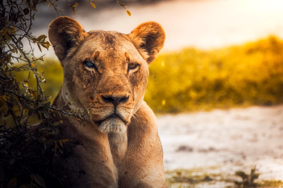 Wildlife animal botswana