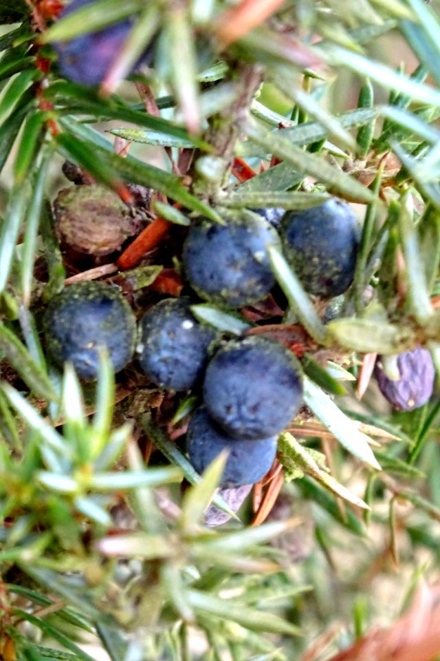 20161013_Jeneverbessenbos6