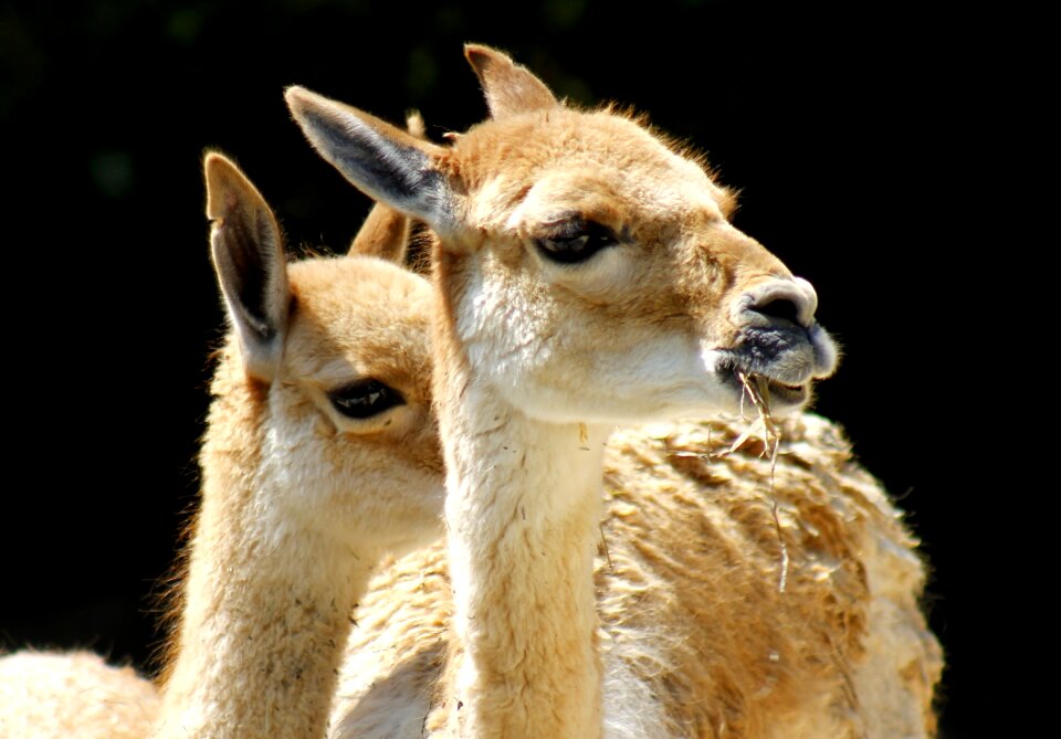 Lama zoo animal world