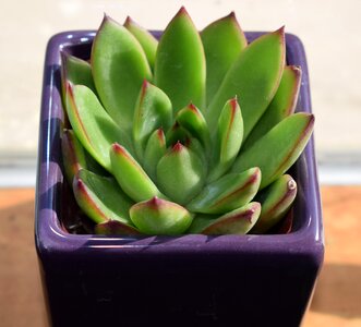 Plant nature flora