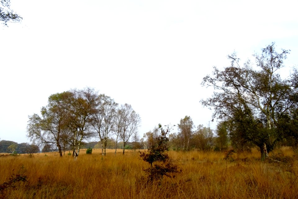 20161026_Deelense_Zand4_Hoge_Veluwe