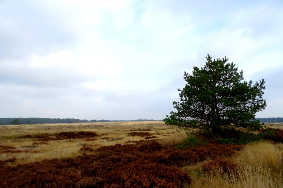 20161026_De_Pollen8_Hoge_Veluwe