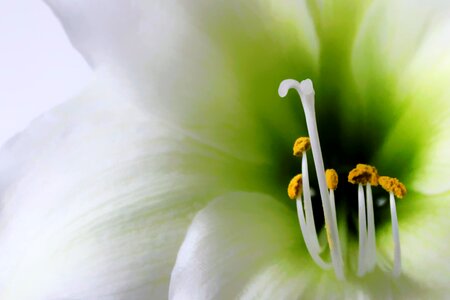 Pretty macro blossom