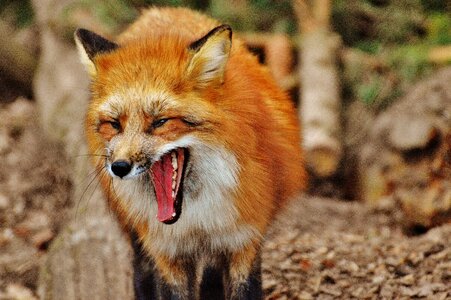 Nature animal world animal portrait