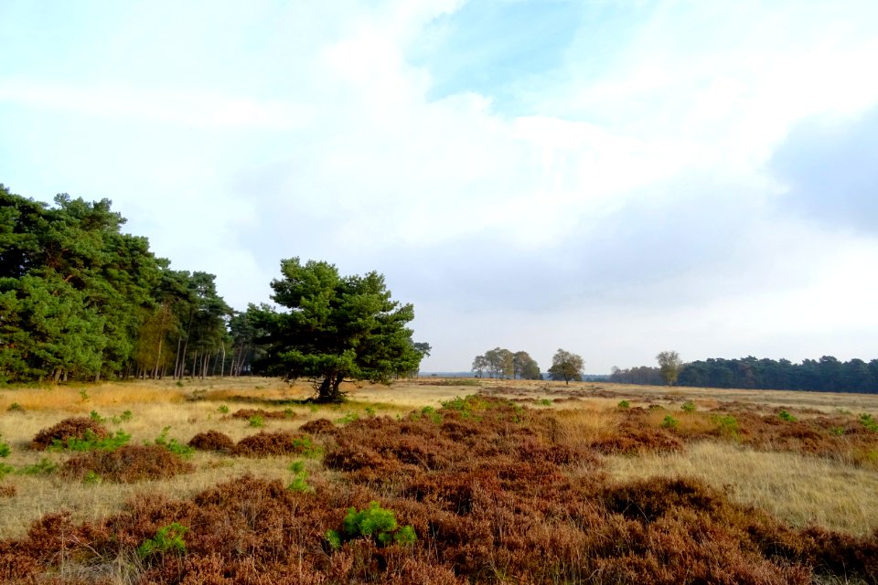 20161026_Deelense_Zand3_Hoge_Veluwe