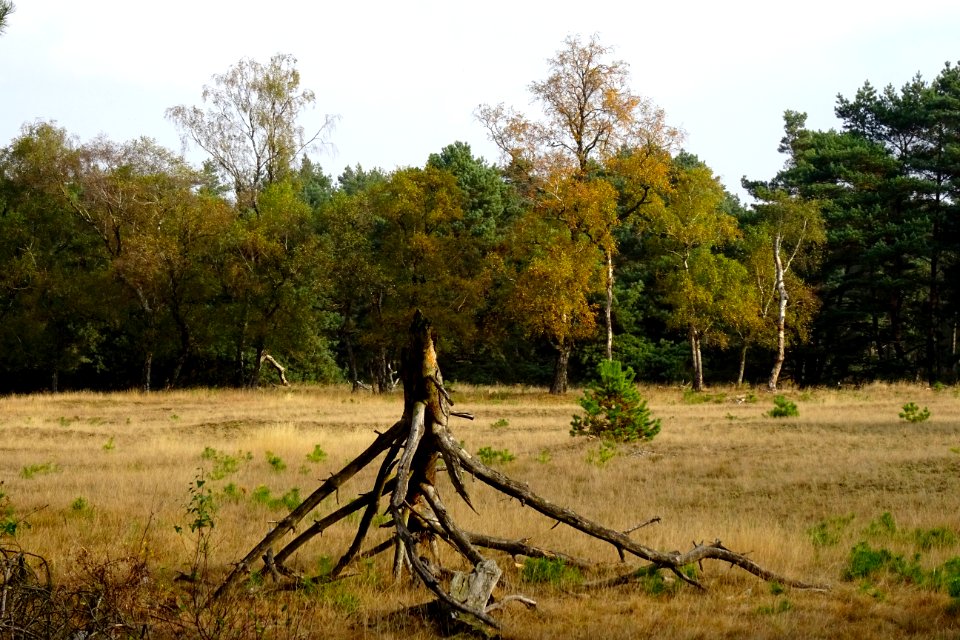 20161026_Deelense_Zand1_Hoge_Veluwe