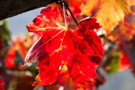 Vineyard plant autumn