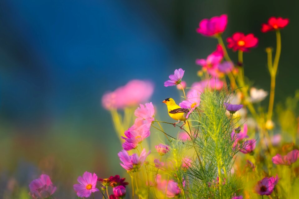 Bird wildlife landscape