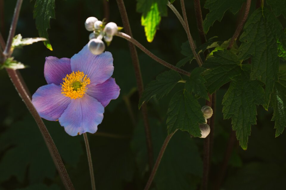 Bloom plant garden