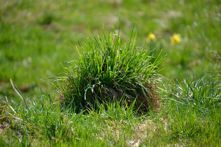 Green meadow grassy knoll photo