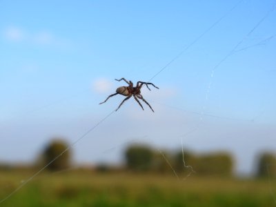 20161027Spinne_Reilingen1