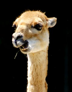 Lama zoo animal world