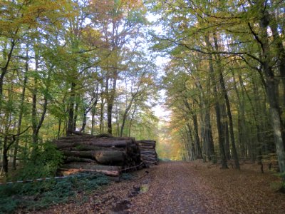 20161103St_Johanner_Stadtwald1
