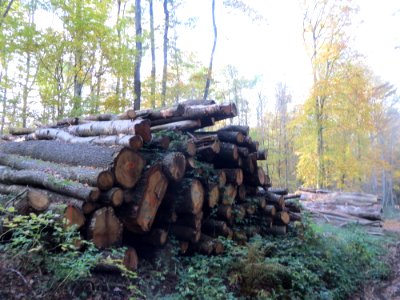 20161103St_Johanner_Stadtwald4