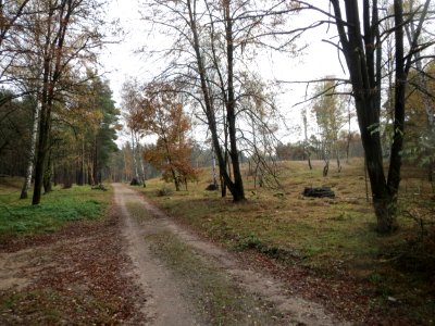 20161112Hirschacker_Duenen1