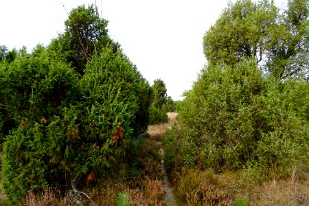 20161013_Jeneverbessenbos2