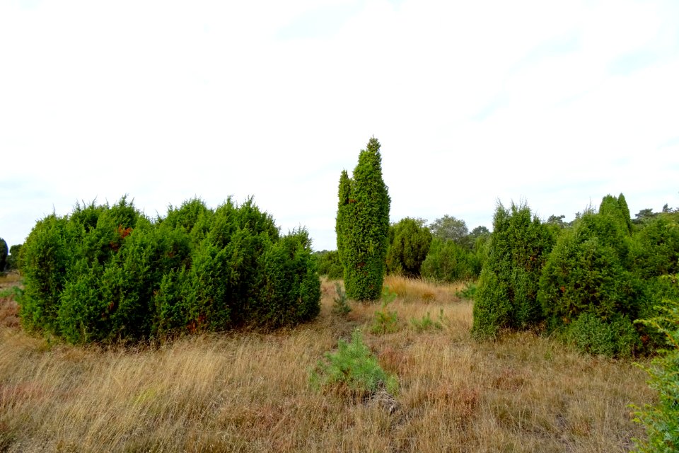 20161013_Jeneverbessenbos1