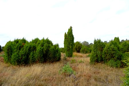 20161013_Jeneverbessenbos1