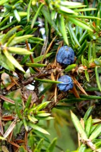 20161013_Jeneverbessenbos5